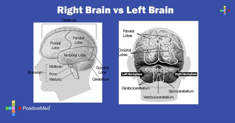 right hemisphere vs left hemisphere
